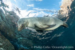 Portrait of a young California sea lion underwater, Coronados Islands, Baja California, Mexico, Zalophus californianus, Coronado Islands (Islas Coronado)