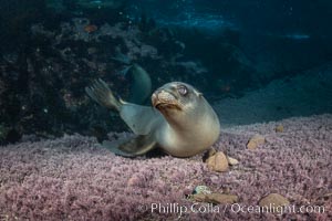 California sea lion playing with rocks underwater, Coronados Islands, Baja California, Mexico, Zalophus californianus, Coronado Islands (Islas Coronado)