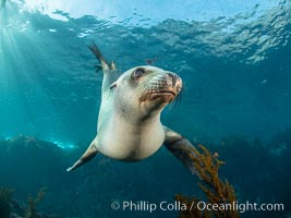 Portrait of a young California sea lion underwater, Coronados Islands, Baja California, Mexico, Zalophus californianus, Coronado Islands (Islas Coronado)