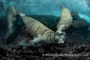 Young California Sea Lions at Play Underwater in the Coronado Islands, Mexico. Pups spend much of their time playing with one another in the water, strengthening their swimming skills and mock jousting, Zalophus californianus, Coronado Islands (Islas Coronado)