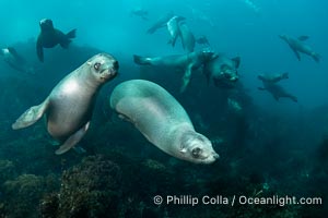 Young California Sea Lions at Play Underwater in the Coronado Islands, Mexico. Pups spend much of their time playing with one another in the water, strengthening their swimming skills and mock jousting, Zalophus californianus, Coronado Islands (Islas Coronado)