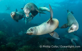 Young California Sea Lions at Play Underwater in the Coronado Islands, Mexico. Pups spend much of their time playing with one another in the water, strengthening their swimming skills and mock jousting, Zalophus californianus, Coronado Islands (Islas Coronado)