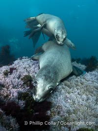 Young California Sea Lions at Play Underwater in the Coronado Islands, Mexico. Pups spend much of their time playing with one another in the water, strengthening their swimming skills and mock jousting, Zalophus californianus, Coronado Islands (Islas Coronado)