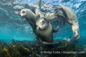 Young California Sea Lions at Play Underwater in the Coronado Islands, Mexico. Pups spend much of their time playing with one another in the water, strengthening their swimming skills and mock jousting, Zalophus californianus, Coronado Islands (Islas Coronado)