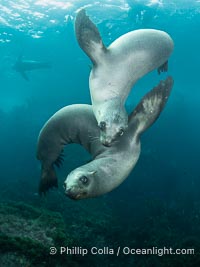 Young California Sea Lions at Play Underwater in the Coronado Islands, Mexico. Pups spend much of their time playing with one another in the water, strengthening their swimming skills and mock jousting, Zalophus californianus, Coronado Islands (Islas Coronado)