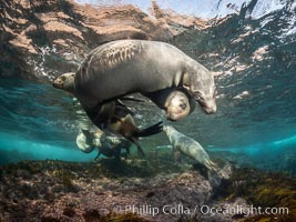 Young California sea lions playing underwater, Coronados Islands, Baja California, Mexico, Zalophus californianus, Coronado Islands (Islas Coronado)