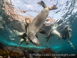 Young California sea lions playing underwater, Coronados Islands, Baja California, Mexico, Zalophus californianus, Coronado Islands (Islas Coronado)