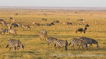 Zebra, Amboseli National Park, Kenya, Equus quagga