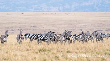 Zebra Herd, Greater Masai Mara, Kenya, Equus quagga, Mara North Conservancy