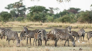 Zebra, Meru National Park, Kenya, Equus quagga