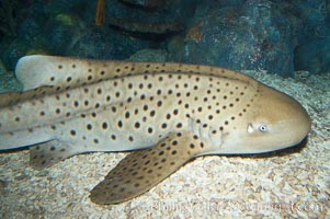Zebra shark.  The zebra shark feeds on mollusks, crabs, shrimps and small fishes.  It can reach a length of 10 feet (3m), Stegostoma fasciatum
