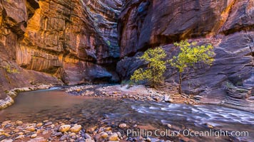 The Virgin River Narrows, where the Virgin River has carved deep, narrow canyons through the Zion National Park sandstone, creating one of the finest hikes in the world