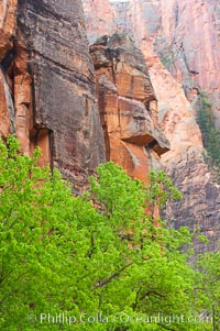 Cottonwoods with their deep green spring foliage contrast with the rich red Navaho sandstone cliffs of Zion Canyon, Zion National Park, Utah