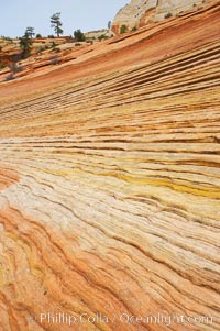 Navajo sandstone forms the cliffs and walls of Zion National Park. The sandstone reaches a thickness of 2300 feet and consists of ancient cemented desert sand dunes. Horizontal lines, commonly called crossbedding, represent layers of wind-blown sand that built up into sand dunes. These dunes were then buried, and the sand grains glued together by calcite and iron oxide to form sandstone