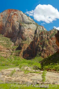 The Virgin River and cottonwood trees lie below the enormous red sandstone cliffs of Zion Canyon, Zion National Park, Utah