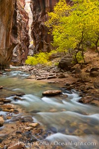 Yellow cottonwood trees in autumn, fall colors in the Virgin River Narrows in Zion National Park