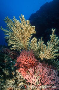 Parasitic zoanthid anemones (yellow) cover dead/dying gorgonian, brown gorgonian. Eagle Rock, Muricea fruticosa, Parazoanthus lucificum, Savalia lucifica, Catalina Island