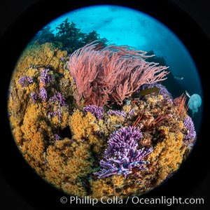 Red gorgonian Leptogorgia chilensis, purple hydrocoral Stylaster californicus, and yellow zoanthid anemone Epizoanthus giveni, at Farnsworth Banks, Catalina Island, Leptogorgia chilensis, Lophogorgia chilensis, Allopora californica, Stylaster californicus, Epizoanthus giveni