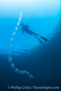 Diver along chain of pelagic zooplankton, open ocean, underwater, Cyclosalpa affinis, San Diego, California