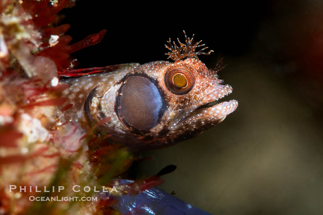 Acanthemblemaria crockeri, Brown-cheek barnacle-blenny, Islas San Lorenzo, Sea of Cortez. Baja California, Mexico, Acanthemblemaria crockeri, natural history stock photograph, photo id 40444