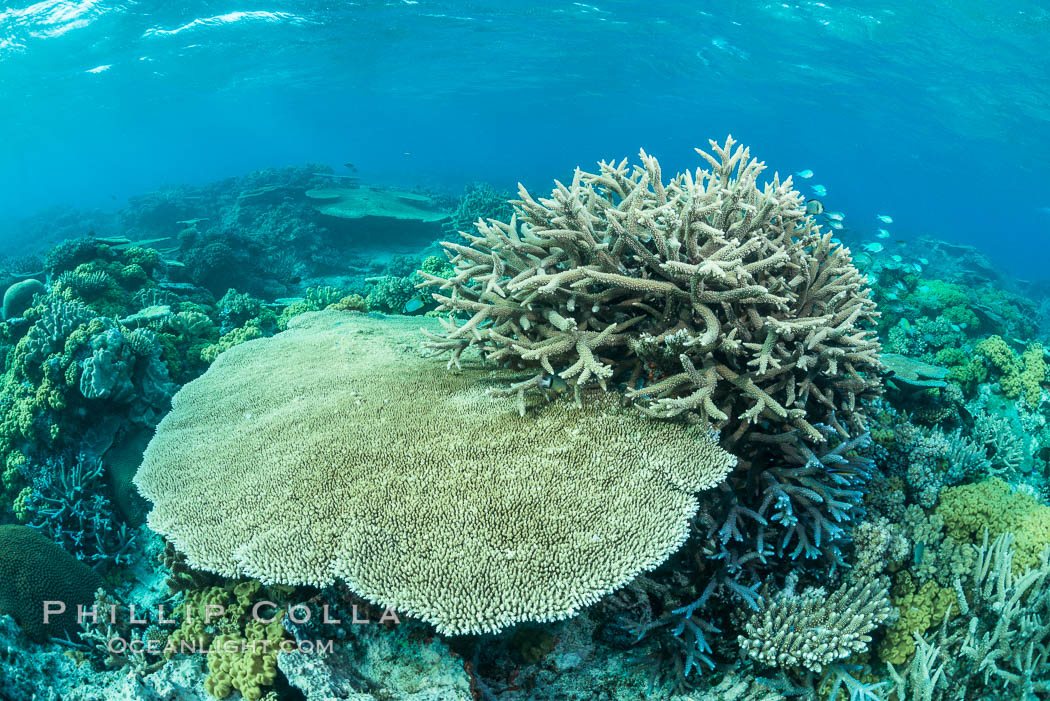 Acropora Table Coral (left) and Staghorn Coral (Acropora palifera, Wakaya  Island, Lomaiviti Archipelago, Fiji