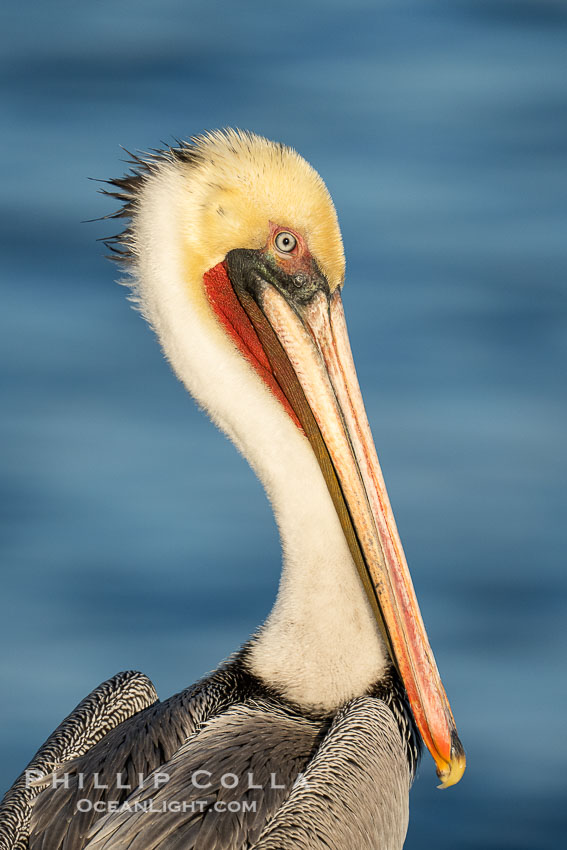 Adult California brown pelican in winter non-breeding plumage. This pelican already displays the red and olive throat and white and yellow head feathers of an adult winter brown pelican but is lacking the brown neck, Pelecanus occidentalis, Pelecanus occidentalis californicus, La Jolla