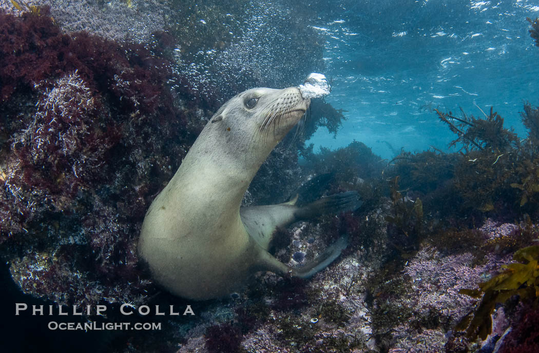 Adult California sea lion female in the shallows, Islas Coronados, Mexico. Coronado Islands (Islas Coronado), Baja California, Zalophus californianus, natural history stock photograph, photo id 40759