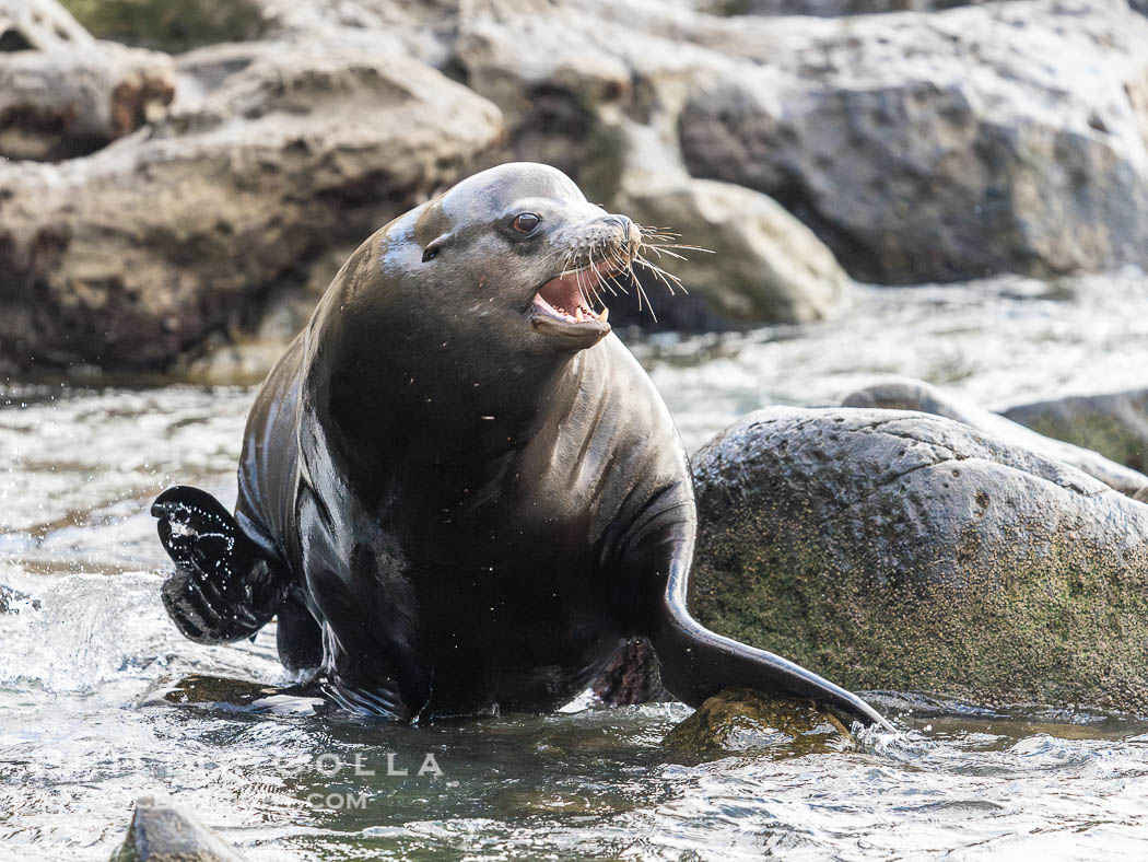 Adult male California sea lion with sagittal crest, La Jolla Cove. USA, natural history stock photograph, photo id 39522