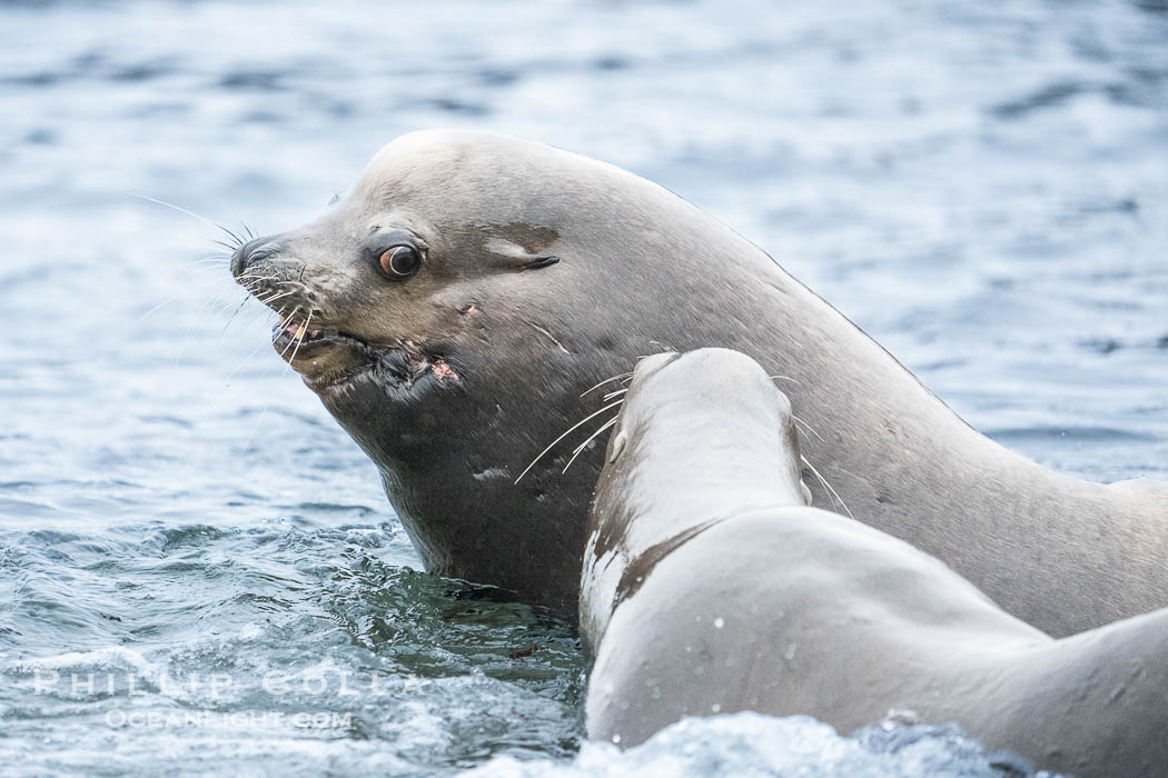 Adult male California sea lion with sagittal crest, La Jolla Cove. USA, natural history stock photograph, photo id 39530