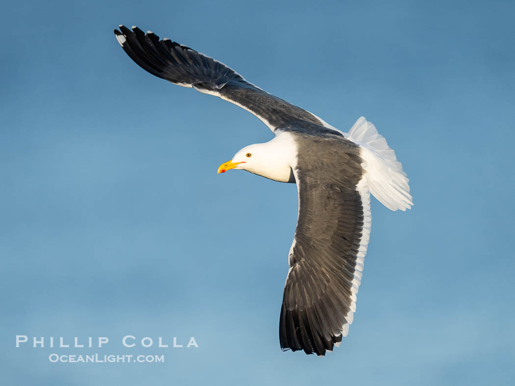 Adult Western Gull in Flight with Wings Outstretched, top shot, La Jolla. California, USA, natural history stock photograph, photo id 40803