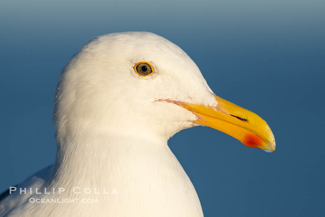 Adult Western Gull Head Profile Portrait. La Jolla, California, USA, natural history stock photograph, photo id 40801