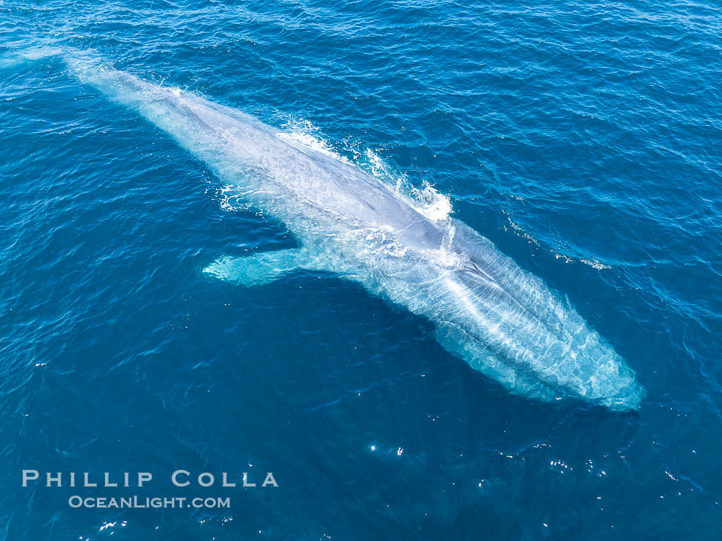 Aerial photo of blue whale near San Diego. This enormous blue whale glides at the surface of the ocean, resting and breathing before it dives to feed on subsurface krill. California, USA, Balaenoptera musculus, natural history stock photograph, photo id 40611