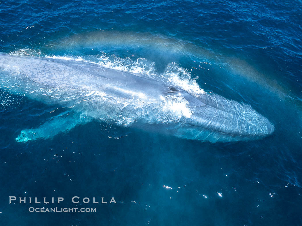 Aerial photo of blue whale with a rainbow in its blow (spout), near San Diego. This enormous blue whale glides at the surface of the ocean, resting and breathing before it dives to feed on subsurface krill. California, USA, Balaenoptera musculus, natural history stock photograph, photo id 40612