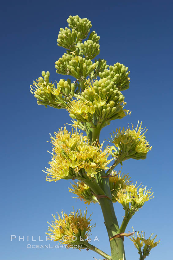 Desert agave, also known as the Century Plant, blooms in spring in Anza-Borrego Desert State Park. Desert agave is the only agave species to be found on the rocky slopes and flats bordering the Coachella Valley. It occurs over a wide range of elevations from 500 to over 4,000.  It is called century plant in reference to the amount of time it takes it to bloom. This can be anywhere from 5 to 20 years. They send up towering flower stalks that can approach 15 feet in height. Sending up this tremendous display attracts a variety of pollinators including bats, hummingbirds, bees, moths and other insects and nectar-eating birds., Agave deserti, natural history stock photograph, photo id 11567