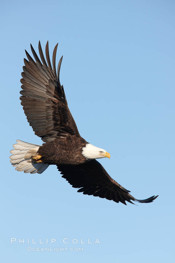 Bald eagle in flight, wings spread. Kachemak Bay, Homer, Alaska, USA, Haliaeetus leucocephalus, Haliaeetus leucocephalus washingtoniensis, natural history stock photograph, photo id 22800