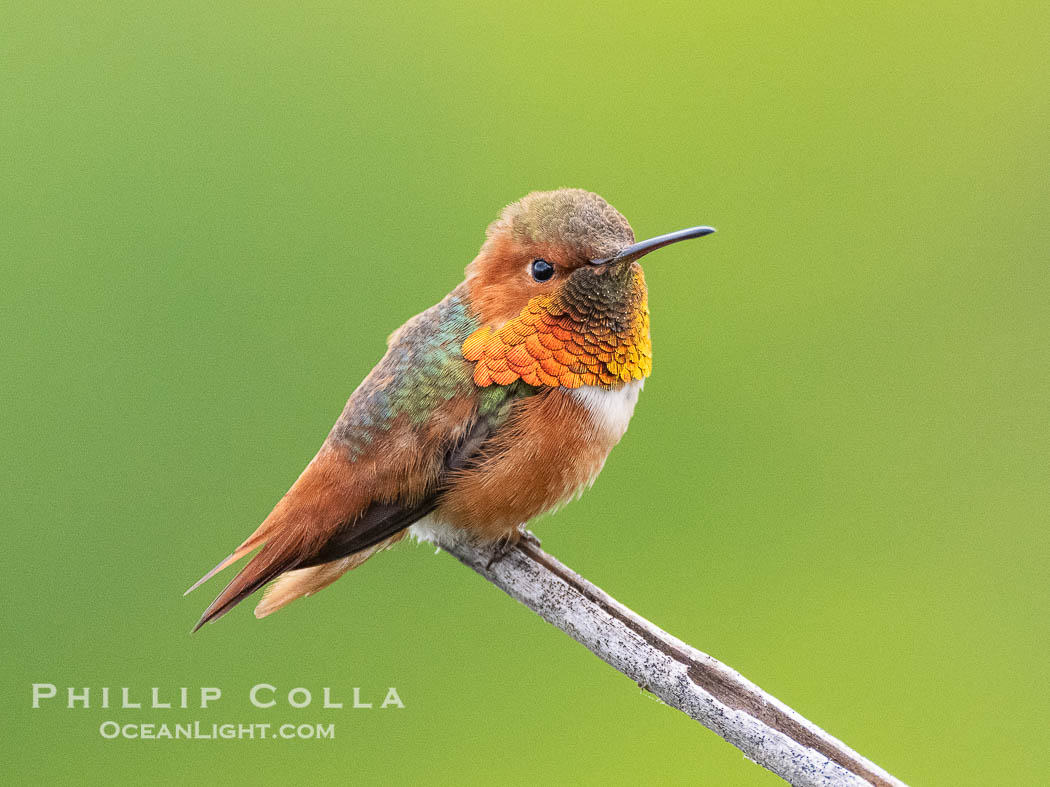 Allen's Hummingbird, Selasphorus sasin, La Jolla. California, USA, Selasphorus sasin, natural history stock photograph, photo id 40311