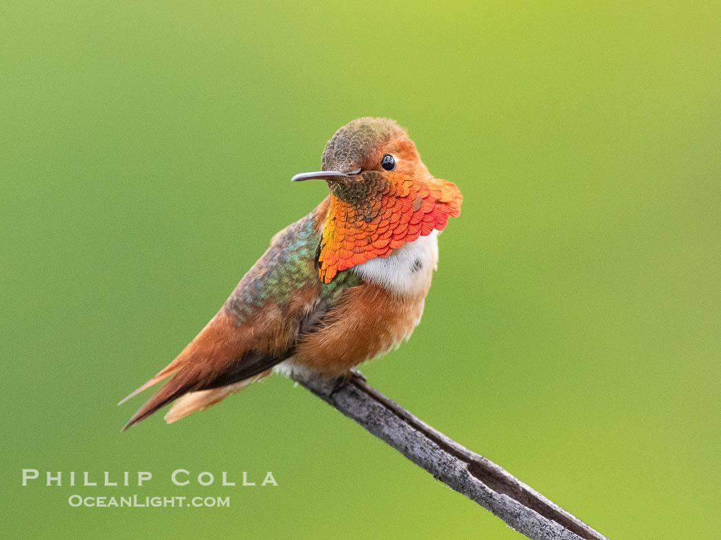 Allen's Hummingbird, Selasphorus sasin, La Jolla. California, USA, Selasphorus sasin, natural history stock photograph, photo id 40309