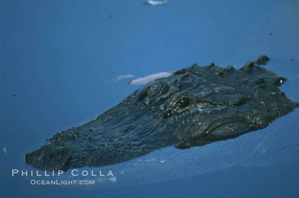 American alligator. Homosassa River, Florida, USA, Alligator mississippiensis, natural history stock photograph, photo id 05853