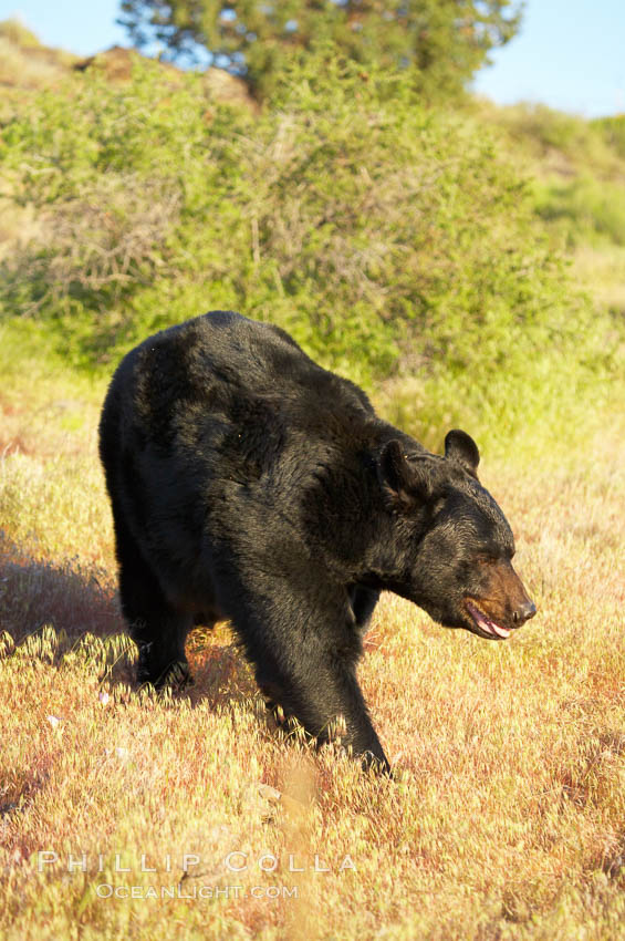 American black bear, adult male., Ursus americanus, natural history stock photograph, photo id 12240