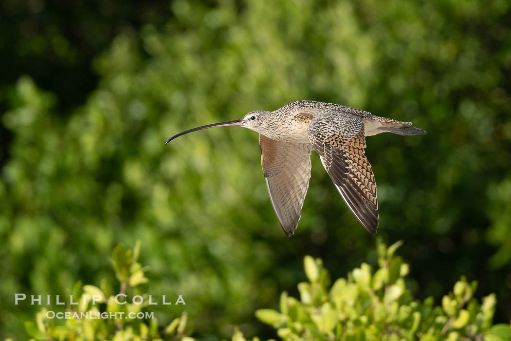 American Curlew, Rusty Curlew in flight, Numenius americanus, Alafia Banks, Florida. Alafia Banks Critical Wildlife Area, Tampa, USA, Numenius americanus, natural history stock photograph, photo id 40541