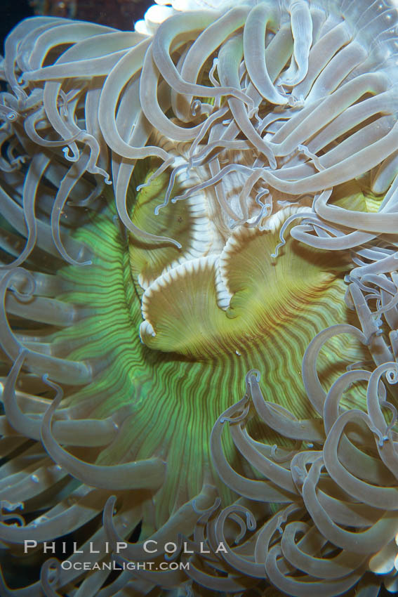 Anemone, unidentified., natural history stock photograph, photo id 21522