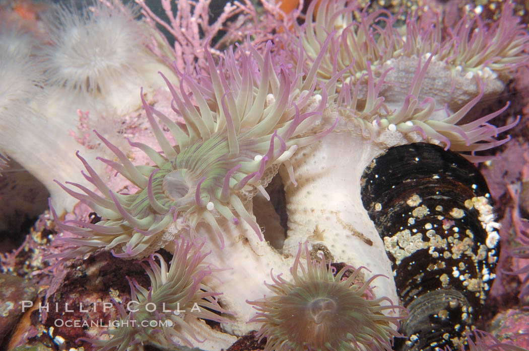 Unidentified marine anemone., natural history stock photograph, photo id 09044