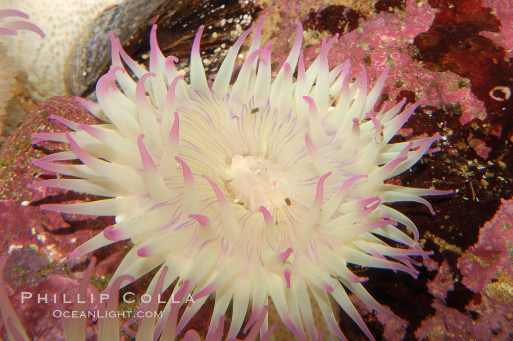 Unidentified marine anemone., natural history stock photograph, photo id 09045