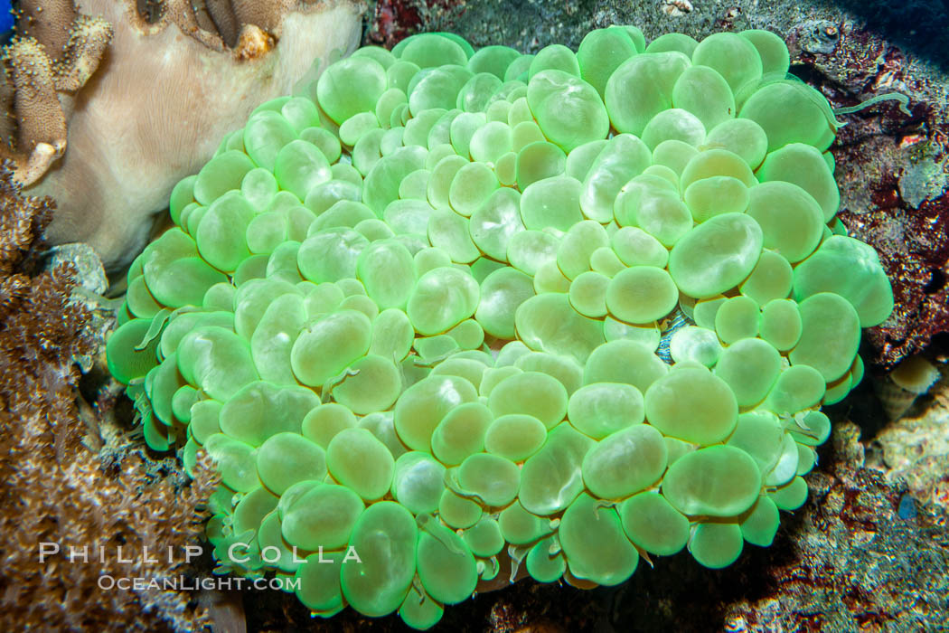 Anemone, unidentified., natural history stock photograph, photo id 21535