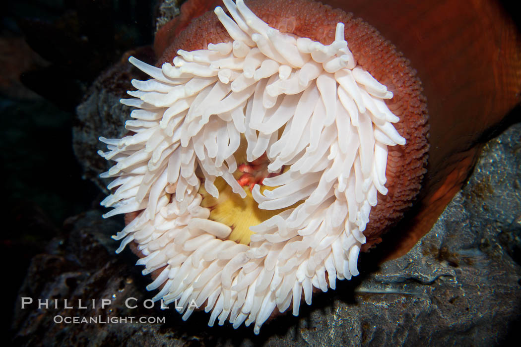 Unidentified anemone., natural history stock photograph, photo id 27227