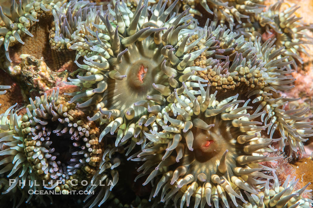 Anemones Clustered Together on Rocky Reef, Sea of Cortez. Isla Angel de la Guarda, Baja California, Mexico, natural history stock photograph, photo id 40326