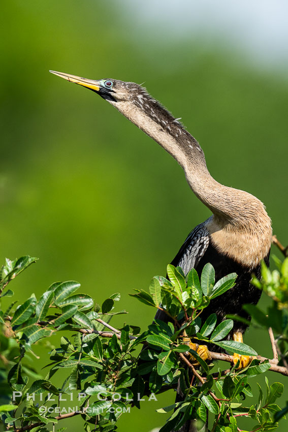 Anhinga, Anhinga anhinga, Florida. Harley Davidson Rookery, Brandon, USA, natural history stock photograph, photo id 40554