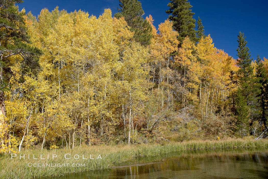 Quaking aspens turn yellow and orange as Autumn comes to the Eastern Sierra mountains, Bishop Creek Canyon. Bishop Creek Canyon, Sierra Nevada Mountains, California, USA, Populus tremuloides, natural history stock photograph, photo id 17592