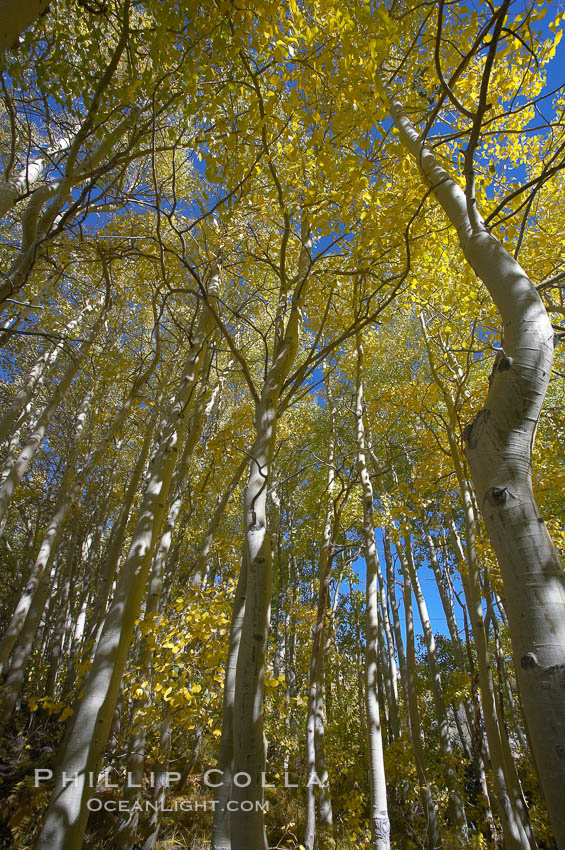 Quaking aspens turn yellow and orange as Autumn comes to the Eastern Sierra mountains, Bishop Creek Canyon. Bishop Creek Canyon, Sierra Nevada Mountains, California, USA, Populus tremuloides, natural history stock photograph, photo id 17599