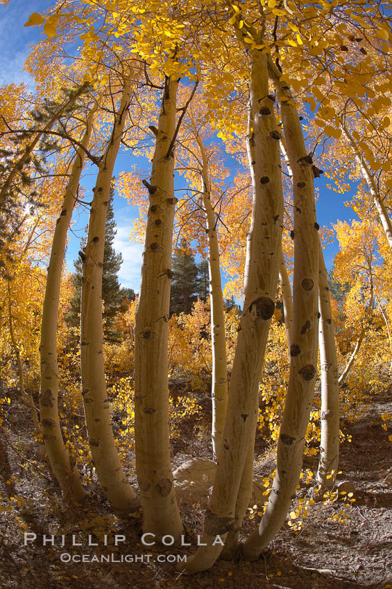 Quaking aspens turn yellow and orange as Autumn comes to the Eastern Sierra mountains, Bishop Creek Canyon. Bishop Creek Canyon, Sierra Nevada Mountains, California, USA, Populus tremuloides, natural history stock photograph, photo id 17583